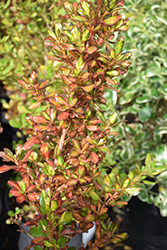 Evening Glow Mirror Bush (Coprosma repens 'Evening Glow') at Lakeshore Garden Centres