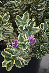 Silver Queen Hebe (Hebe 'Silver Queen') at Lakeshore Garden Centres
