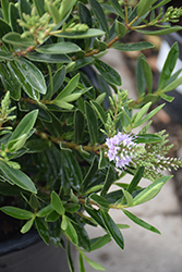 Coed Hebe (Hebe 'Coed') at Lakeshore Garden Centres