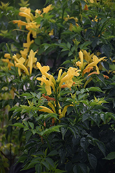 Cape Town Yellow Cape Honeysuckle (Tecomaria capensis 'DWYE001') at Stonegate Gardens