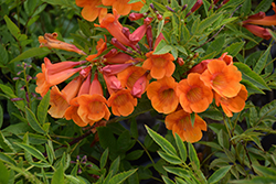 Oompa Loompa Esperanza (Tecoma 'Oompa Loompa') at Lakeshore Garden Centres