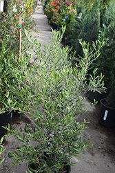 Majestic Beauty Olive (Olea europaea 'Monher') at Stonegate Gardens
