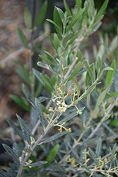 Wilson Fruitless Olive (Olea europaea 'Wilsonii') at Lakeshore Garden Centres