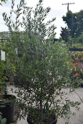 Wilson Fruitless Olive (Olea europaea 'Wilsonii') at Lakeshore Garden Centres