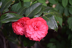 Colonel Firey Camellia (Camellia japonica 'Colonel Firey') at Stonegate Gardens