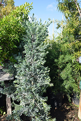 Crystal Blue Yellowwood (Podocarpus elongatus 'Crystal Blue') at Stonegate Gardens