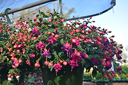 Windchimes Basket Double Dark Eyes Fuchsia (Fuchsia 'Windchimes Basket Double Dark Eyes') at Lakeshore Garden Centres