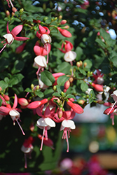 Windchimes Basket Neon White Fuchsia (Fuchsia 'Windchimes Basket Neon White') at Lakeshore Garden Centres