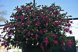 Allison Patricia Fuchsia (Fuchsia 'Allison Patricia') at Lakeshore Garden Centres