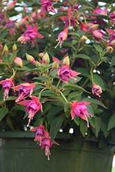 Allison Patricia Fuchsia (Fuchsia 'Allison Patricia') at Lakeshore Garden Centres