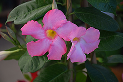 Tropical Breeze Blushing Pink Mandevilla (Mandevilla 'Tropical Breeze Blushing Pink') at Lakeshore Garden Centres