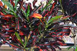 Red Mammy Croton (Codiaeum 'Red Mammy') at Lakeshore Garden Centres
