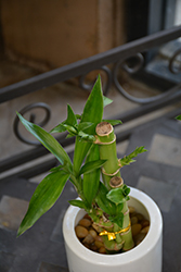 Lucky Bamboo (Dracaena sanderiana) at Stonegate Gardens