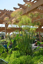 Papyrus (Cyperus papyrus) at Lakeshore Garden Centres