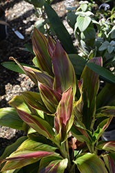 Sherbert Hawaiian Ti Plant (Cordyline fruticosa 'Sherbert') at Stonegate Gardens