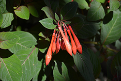 Professor Henkel Fuchsia (Fuchsia 'Professor Henkel') at Lakeshore Garden Centres