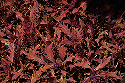 Hipsters Luca Coleus (Solenostemon scutellarioides 'Hipster Luca') at Lakeshore Garden Centres