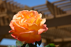 Good As Gold Rose (Rosa 'WEKgobafa') at Lakeshore Garden Centres