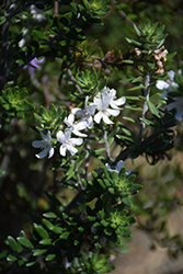 Grey Box Dwarf Coast Rosemary (Westringia fruticosa 'WES04') at Stonegate Gardens