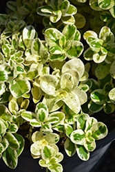 Marble Queen Mirror Bush (Coprosma repens 'Marble Queen') at Lakeshore Garden Centres