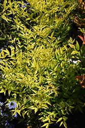 Lemon Lime Nandina (Nandina domestica 'Lemon Lime') at Lakeshore Garden Centres