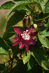 Lady Margaret Passion Flower (Passiflora 'Lady Margaret') at Lakeshore Garden Centres