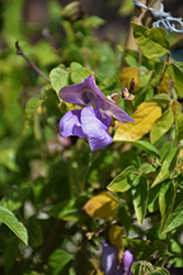 Corkscrew Flower (Vigna caracalla) at Stonegate Gardens