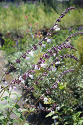 Waverly Sage (Salvia 'Waverly') at Stonegate Gardens