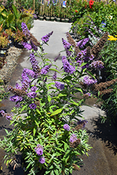 Buzz Lavender Butterfly Bush (Buddleia davidii 'Tobudviole') at Stonegate Gardens