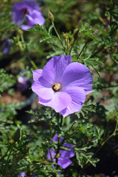 Monterey Bay Lilac Hibiscus (Alyogyne huegelii 'Monterey Bay') at Stonegate Gardens