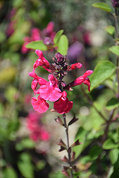 Pink Pong Salvia (Salvia 'Pink Pong') at Stonegate Gardens