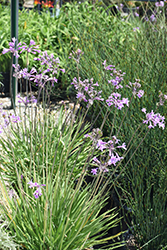 Society Garlic (Tulbaghia violacea) at Lakeshore Garden Centres