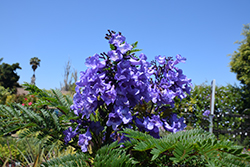 Bonsai Blue Brazilian Rosewood (Jacaranda mimosifolia 'Sakai01') at Lakeshore Garden Centres
