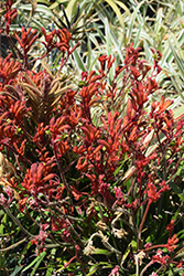 Kanga Red Kangaroo Paw (Anigozanthos 'Kanga Red') at Stonegate Gardens