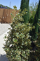 Variegated Japanese Holly (Ilex crenata 'Variegata') at Lakeshore Garden Centres