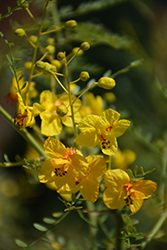 Desert Museum Palo Verde (Cercidium 'Desert Museum') at Lakeshore Garden Centres