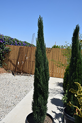 Dwarf Italian Cypress (Cupressus sempervirens 'Dwarf Compacta') at Stonegate Gardens