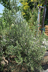 Skylark Dwarf Olive (Olea europaea 'Skylark Dwarf') at Stonegate Gardens