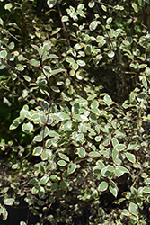 Silver Magic Kohuhu (Pittosporum tenuifolium 'Silver Magic') at Stonegate Gardens