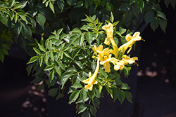 Cape Town Yellow Cape Honeysuckle (Tecomaria capensis 'DWYE001') at Stonegate Gardens