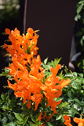 Cape Town Orange Cape Honeysuckle (Tecomaria 'DWOY001') at Lakeshore Garden Centres