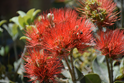 Springfire Ohi'a Lehua (Metrosideros collina 'Springfire') at Lakeshore Garden Centres