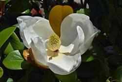 Southern Charm Magnolia (Magnolia grandiflora 'Southern Charm') at Lakeshore Garden Centres