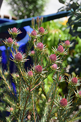 Jubilee Crown Conebush (Leucadendron 'Jubilee Crown') at Lakeshore Garden Centres