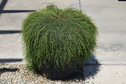 Compacta Dwarf Smooth Cypress (Cupressus arizonica 'Compacta') at Lakeshore Garden Centres