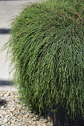Compacta Dwarf Smooth Cypress (Cupressus arizonica 'Compacta') at Lakeshore Garden Centres