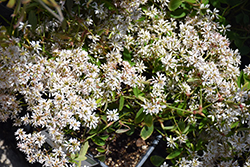 Euphoric&tade; Double White Euphorbia (Euphorbia 'Euphoric Double White') at Lakeshore Garden Centres