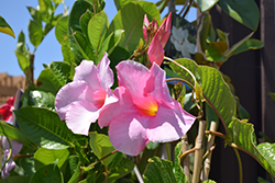 Tropical Breeze Pink Mandevilla (Mandevilla 'Tropical Breeze Pink') at Lakeshore Garden Centres