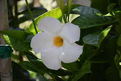 Tropical Breeze White Mandevilla (Mandevilla 'Tropical Breeze White') at Lakeshore Garden Centres