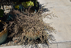 Little Star New Zealand Myrtle (Lophomyrtus x ralphii 'Little Star') at Lakeshore Garden Centres